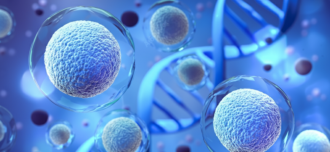 Regeneracja komórkowa – fundament zdrowia. Jak naturalna odnowa biologiczna wpływa na ciało i umysł? Kompletny przewodnik